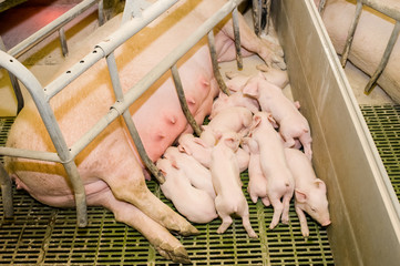 Pig farm. Little piglets
