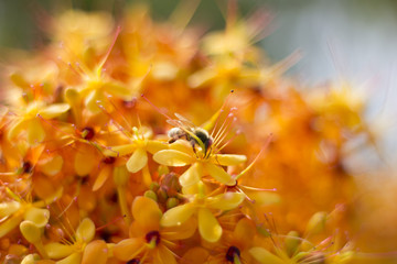 Flowers orange,background