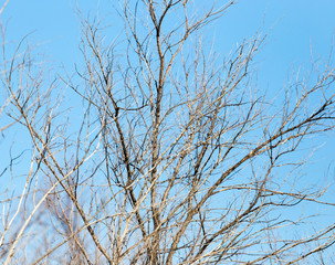 leafless tree branches against the blue sky