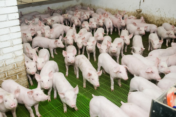 Pig farm. Little piglets