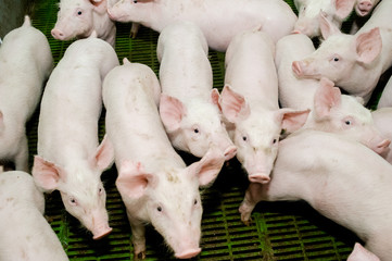 Pig farm. Little piglets