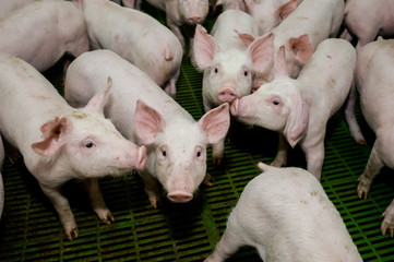 Pig farm. Little piglets