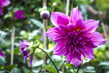 Obraz premium flowering and ornamental