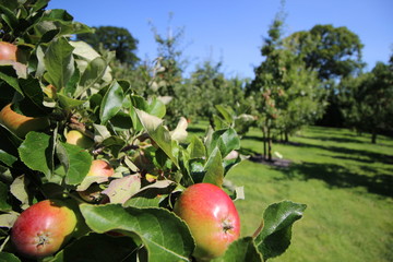 Apfelplantage nahe Kivik