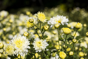 chrysanthemum flower