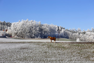 Horse in fairytale snowy winter countryside with blue Sky in Bohemia, Czech Republic