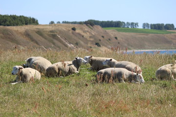 Südschwedische Ostseeküste bei Käseberga