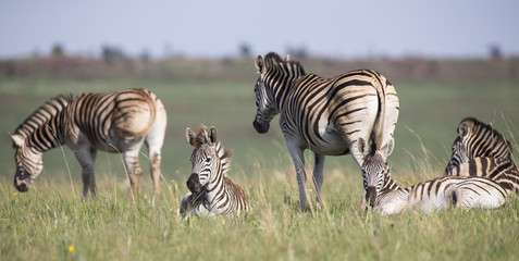 Fototapeta na wymiar Zebra herd resting on short green grass in nature reserve