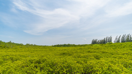 Fototapeta na wymiar Mangrove Forest
