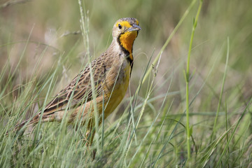Orange throated Cape Long-claw walking in long green grass