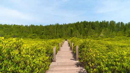 Fototapeta na wymiar Mangrove Forest