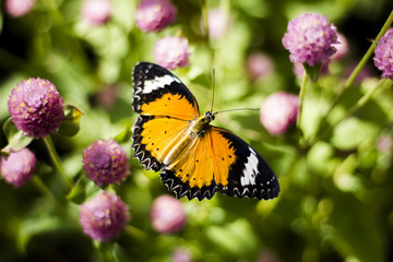 Obraz na płótnie Canvas Butterfly Flowers , Globe amaranthImage ID:542551651