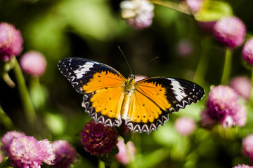 Fototapeta na wymiar Butterfly Flowers , Globe amaranthImage ID:542551651