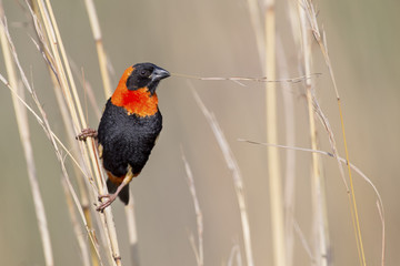 Close-up of Red bishop sitting on brown grass