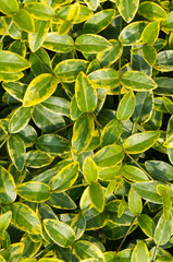 Obraz na płótnie Canvas Vinca green foliage with yellow