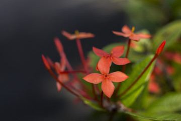 red Ixora, Rubiaceae flowers blooming on the green plant