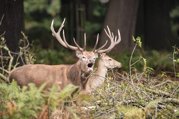 Beautiful Family group herd of red deer stag cervus elaphus duri