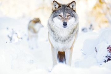 Two wolves in wolf pack in cold winter forest