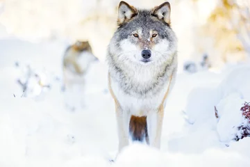 Fotobehang Wolf Twee wolven in wolvenroedel in koud winterbos