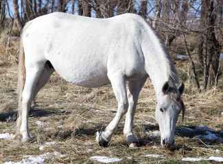 Obraz na płótnie Canvas white horse on nature in winter
