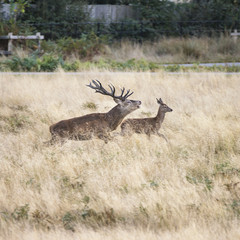 Beautiful Family group herd of red deer stag cervus elaphus duri