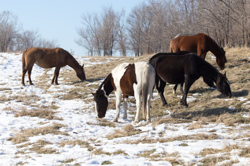 a horse in a pasture in winter