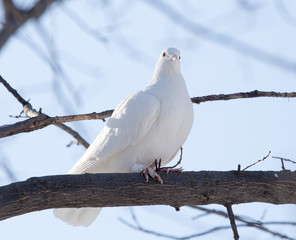 white dove on the tree in nature