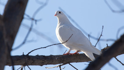 white dove on the tree in nature