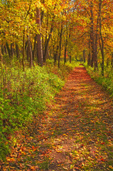 Naklejka premium Nice autumnal scene