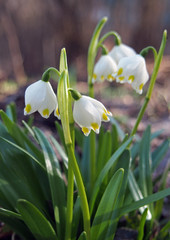 Beautiful white snowdrop on natural background