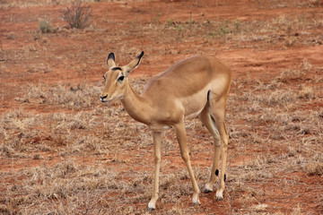 Naklejka na ściany i meble Impala africano