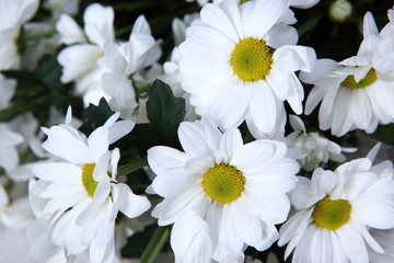 Białe kwiaty w dowód miłości