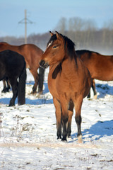 Bay horse looking in sunny winter day