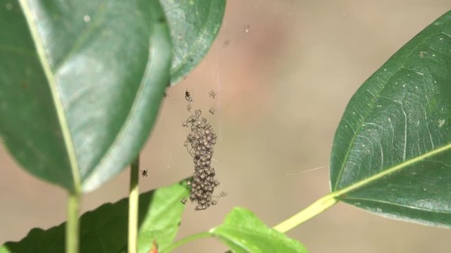 Come out of Nest. Macro lens used each spider is only 2mm long. 4k