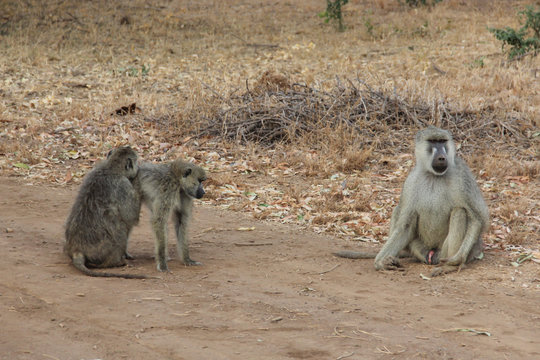 Famiglia di babbuini in Africa