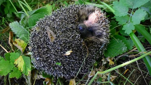 European hedgehog unrolls cautiously from a ball and walks away in natural environment in summer. Erinaceus europaeus.