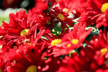 Red Flowers