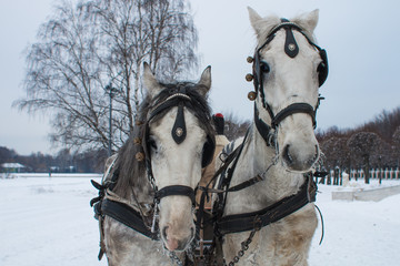 Naklejka na ściany i meble Moscow, Russia - January 7, 2017: a pair of white horses in one carriage / harness in front of the camera in the park