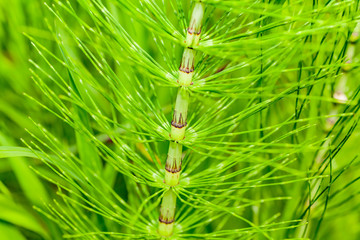 macro from a young grass in spring