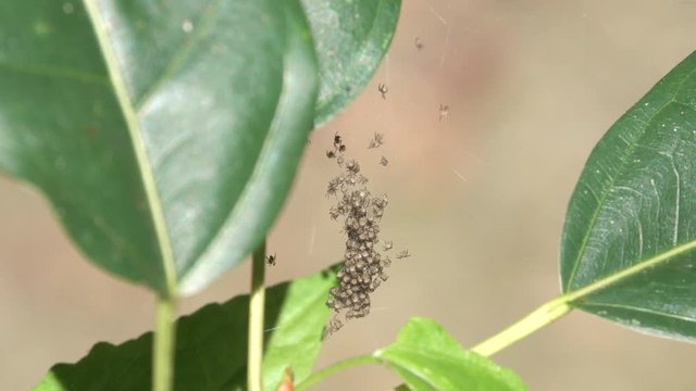 Come out of Nest. Macro lens used each spider is only 2mm long. 4k