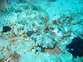 Krokodilfisch