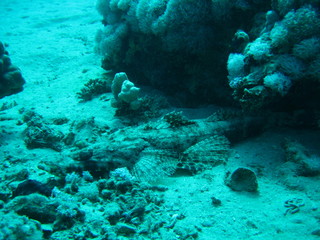 Krokodilfisch