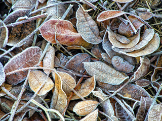 Hojas de plantas con escarcha y hielo