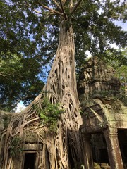 Angkor Wat Ta Prohm Tree Root 4