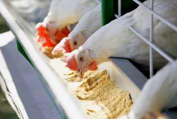 White chicken feed