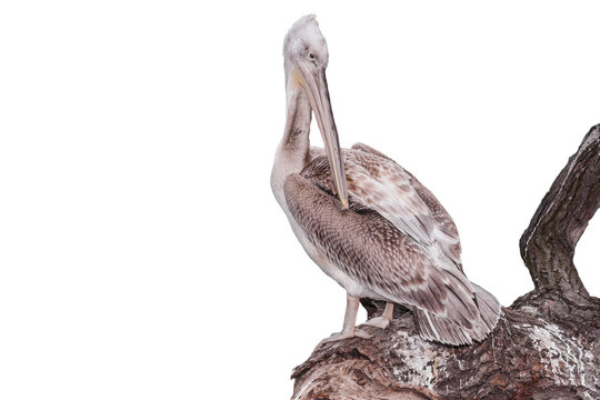grey pelican (Pelecanus philippensis) isolated
