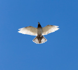 a dove on a blue sky