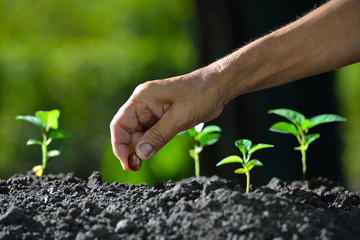 Farmer's hand planting a seed in soil