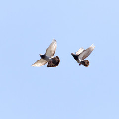 flock of pigeons on blue sky