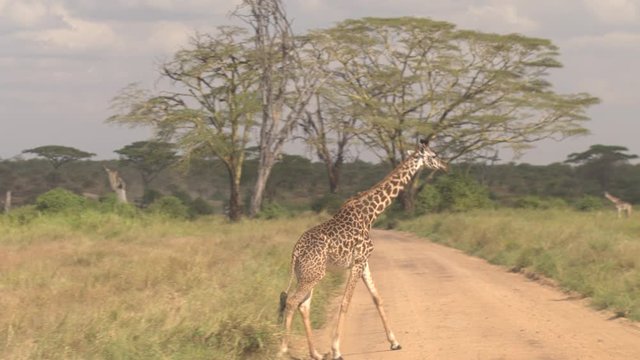 CLOSE UP: Adorable African giraffe in wilderness crossing dusty safari road